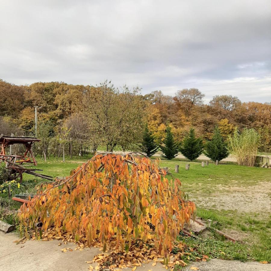 Panorama Cehu Silvaniei Zewnętrze zdjęcie