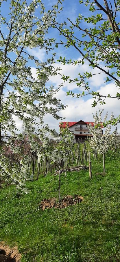 Panorama Cehu Silvaniei Zewnętrze zdjęcie
